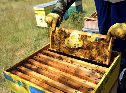 هل من فوائد لتناول غذاء ملكات النحل؟