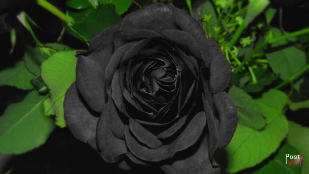​الورد الأسود لؤلؤة هالفيتي السوداء