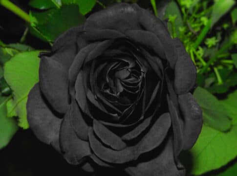 الورد الأسود … من زهرة الشيطان إلى رمز الحب والأمل