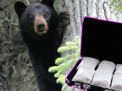 ألهمت المخرجين والكوميديين … ما قصة دب الكوكايين؟