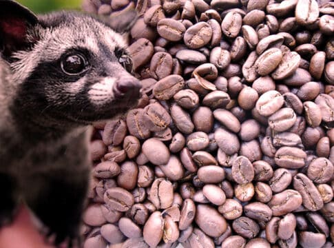 كوبي لواك … القصة وراء أغلى قهوة في العالم