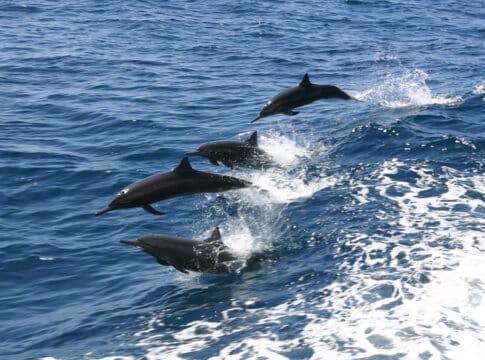 الأمم المتحدة تقر أول معاهدة دولية لحماية أعالي البحار