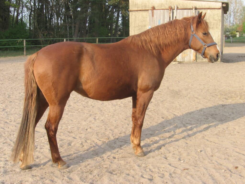 الحصان البربري الباسل - الصورة: Wikimedia commons | montri kondiĉojn | CC BY-SA 2.5